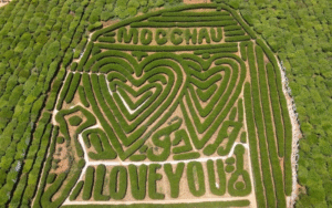 Tour Thanh Hóa – Mộc Châu 3N2Đ: Khám Phá Đồi Chè Trái Tim & Cầu Kính Bạch Long