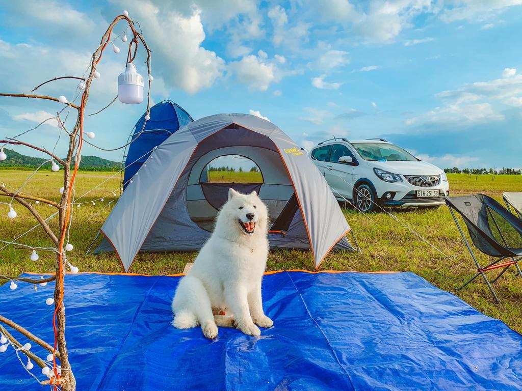 Buổi picnic chill cùng thú cưng.