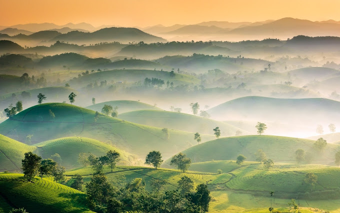 Đồi chè Long Cốc