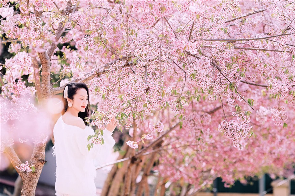 Tour Thanh Hóa Mộc Châu mùa Tết