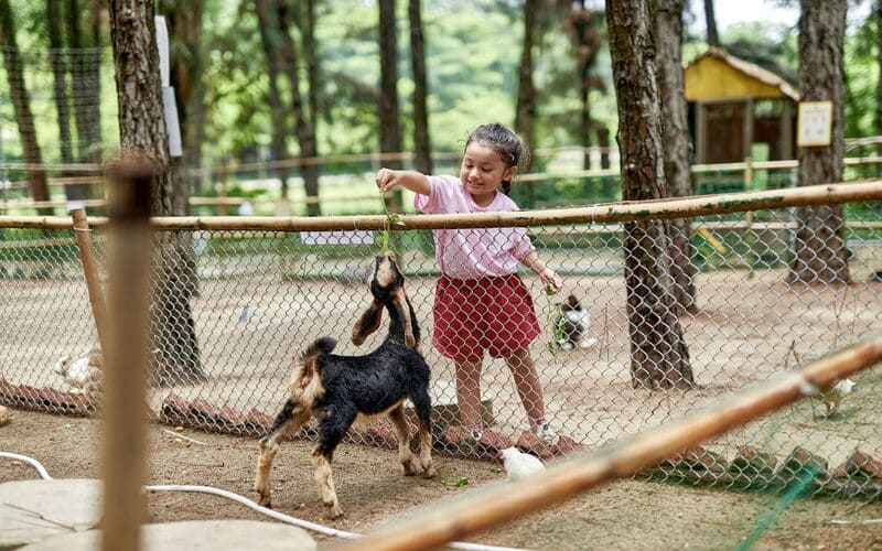 flamingo-dai-lai-co-phu-hop-gia-dinh-khong-zoo