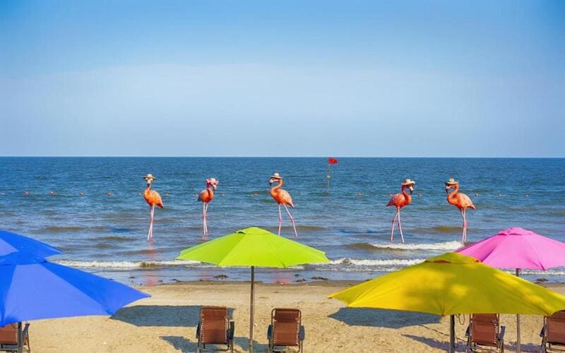 top-resort-flamingo-gan-ha-noi-team-haitien