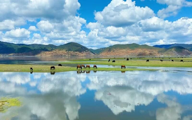 du-lich-shangrila-kinh-nghiem-lich-trinh-gia-tour-moi-nhat-nâp