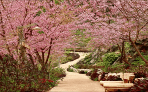 tour-moc-chau-tu-thanh-hoa-ban-ang-happy-land-3n2d2