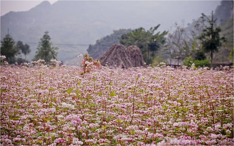 kinh-nghiem-du-lich-ha-giang-tu-tuc-chi-tiet -4