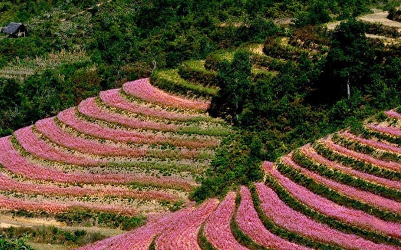 nhung-dia-diem-dep-nhat-o-ha-giang -hoatamgiac