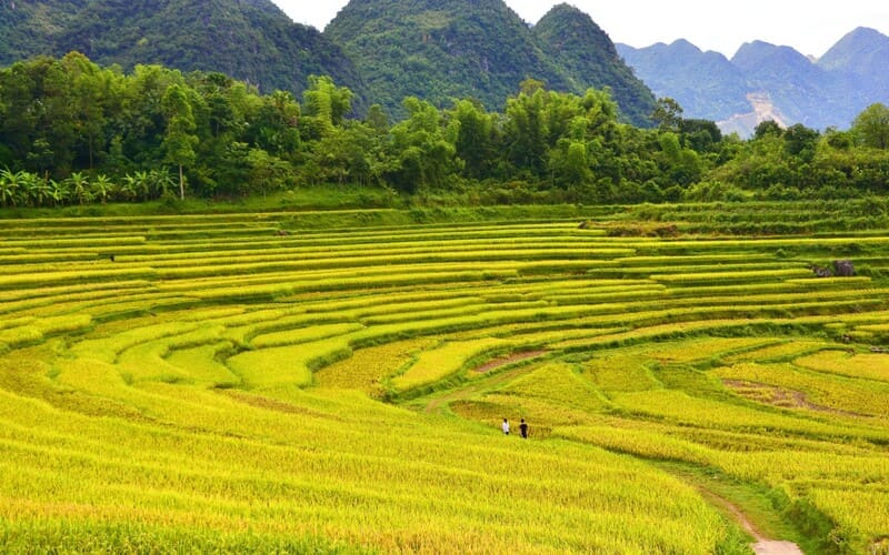 pu-luong-thang-8-mua-lua-chin-dau-vu-dep-hut-hon-3