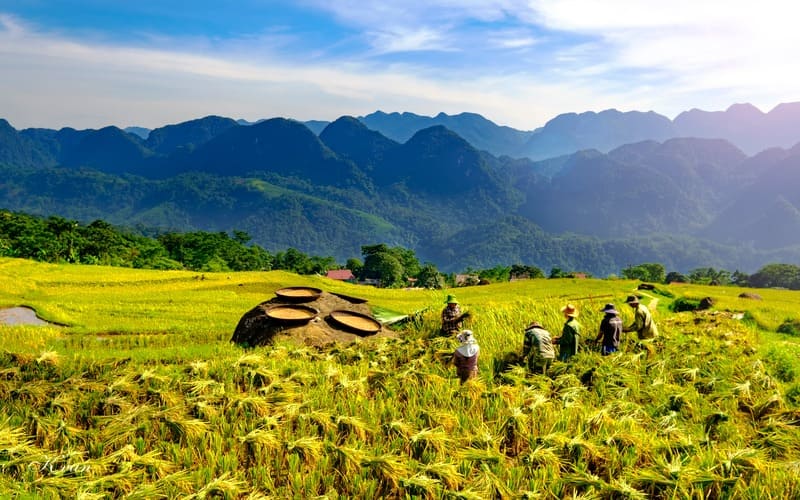 pu-luong-thang-8-mua-lua-chin-dau-vu-dep-hut-hon-5