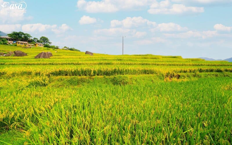 tour-pu-luong-cuoi-tuan-2n1d-thu-7-hang-tuan