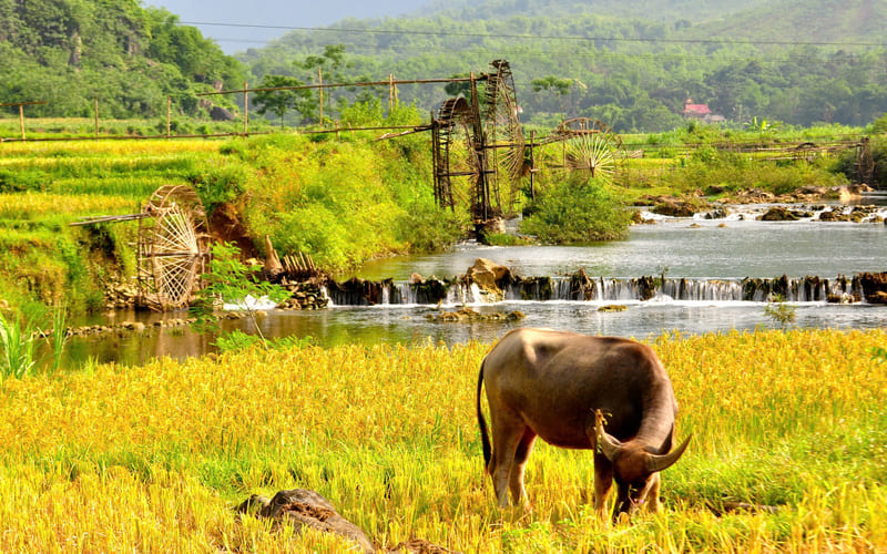 tour-pu-luong-mua-lua-chin-check-in-ruong-bac-thang-3