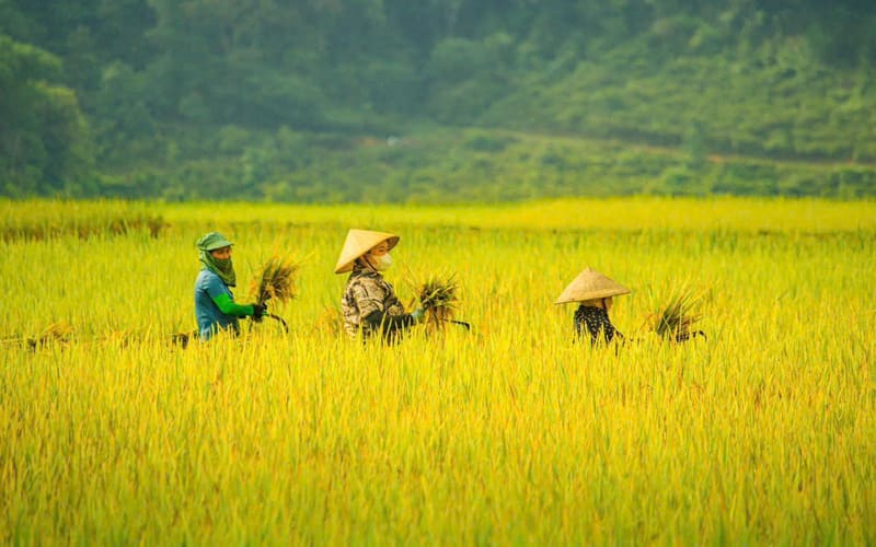 tour-pu-luong-mua-lua-chin-check-in-ruong-bac-thang-4