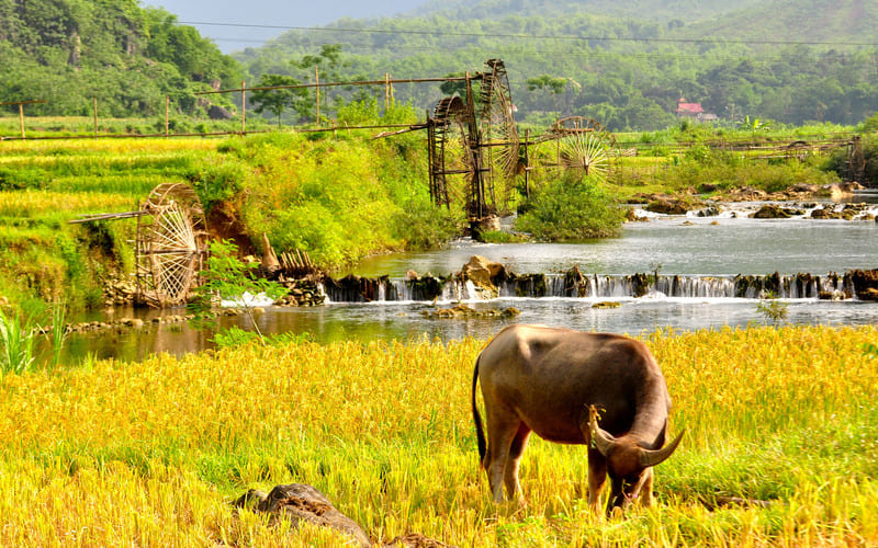tour-trekking-pu-luong-chinh-phuc-cung-duong-dep-guong